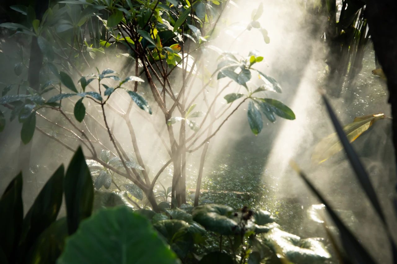 夏日雨林 | 成都德桦·御湖和境第34张图片